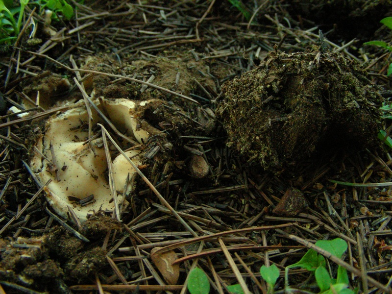 Primo ascomicete dell''anno (Geopora sumneriana)